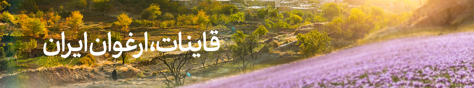 قاینات، ارغوان ایران - تصویری از مزارع زعفران قاینات خراسان