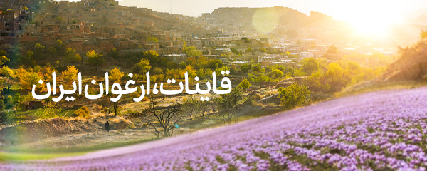 قاینات، ارغوان ایران - تصویری از مزارع زعفران قاینات خراسان